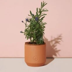 Tiny Terracotta Grow Kits -Reading Coffee Shop 12955e89b0deabb37173407adbb921e450f6c83b8ae6902f34a9920b944176dc