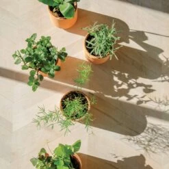 Tiny Terracotta Grow Kits -Reading Coffee Shop 16350e7e227297fcbf2750e09932a92a92577cde1d98fc2652d5006734301aaf