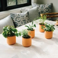 Tiny Terracotta Grow Kits -Reading Coffee Shop 4038c9a33b824ffdea4cc090ba04b7ce52b2ce3f1097efc4611a1b4bd2115542