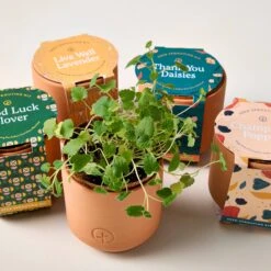 Tiny Terracotta Grow Kits -Reading Coffee Shop d39d527a2a5780f7e6e0524f018b7eec6a626cecd7b156f6f75694a67bca8659