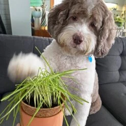 Tiny Terracotta Pet Grow Kits -Reading Coffee Shop fd7d1efef7ebc7e0349d8adb0914e292d2e93cb412cb8ba8421ac70ca9dd7862